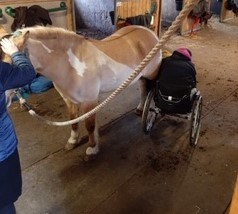 ryttare i rullstol sköter om sin häst i stallet